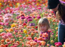 In Photos: Carlsbad Flower Fields