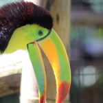 toucanbelize